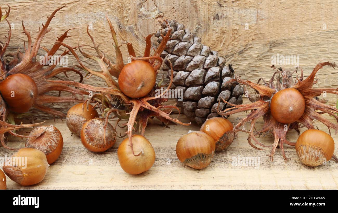 nocciole fresche mature si trovano insieme a un cono di pino su un asse di legno, vista laterale, primo piano Foto Stock