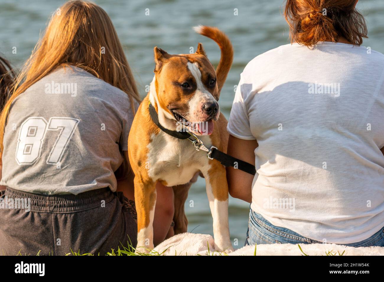 Famiglia con cane razza buca bull relax in una natura. Concetto di amicizia tra gli esseri umani e gli animali. Foto Stock