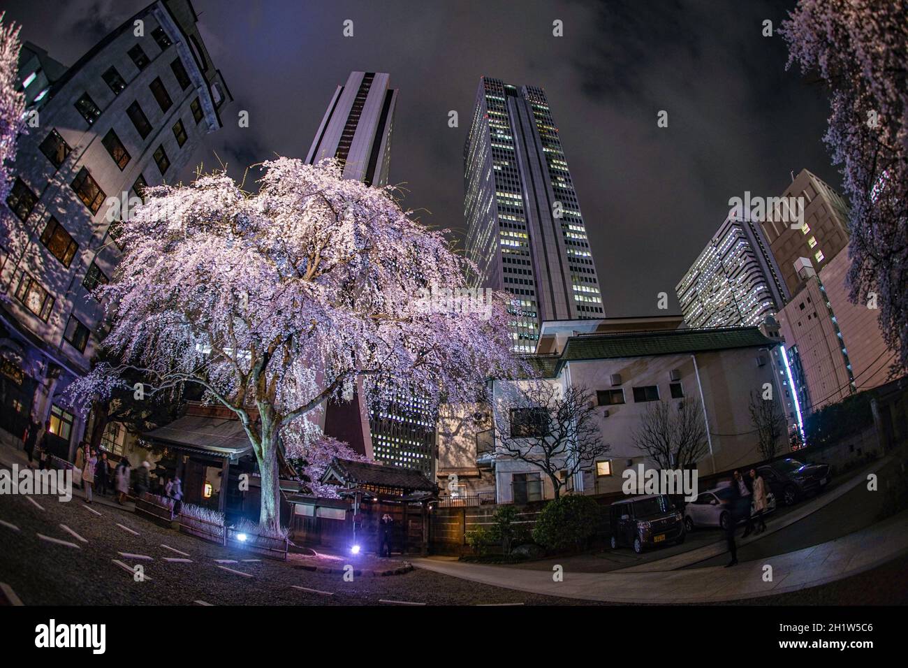 Grattacieli di Shinjuku e ciliegia di svalutazione. Luogo di ripresa: Area metropolitana di Tokyo Foto Stock