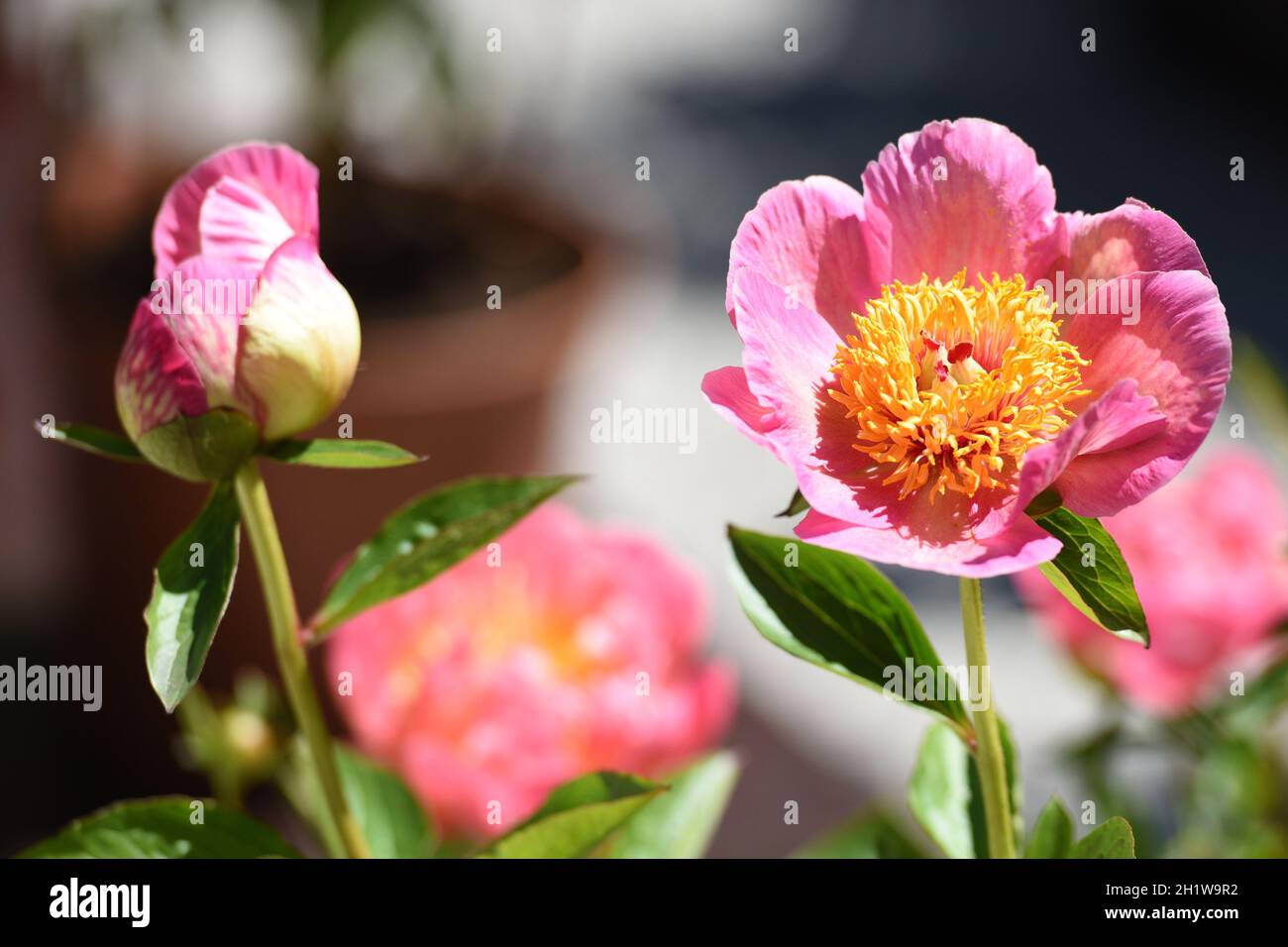 Pfingstrosen-Blüte - fiore di peonia Foto Stock