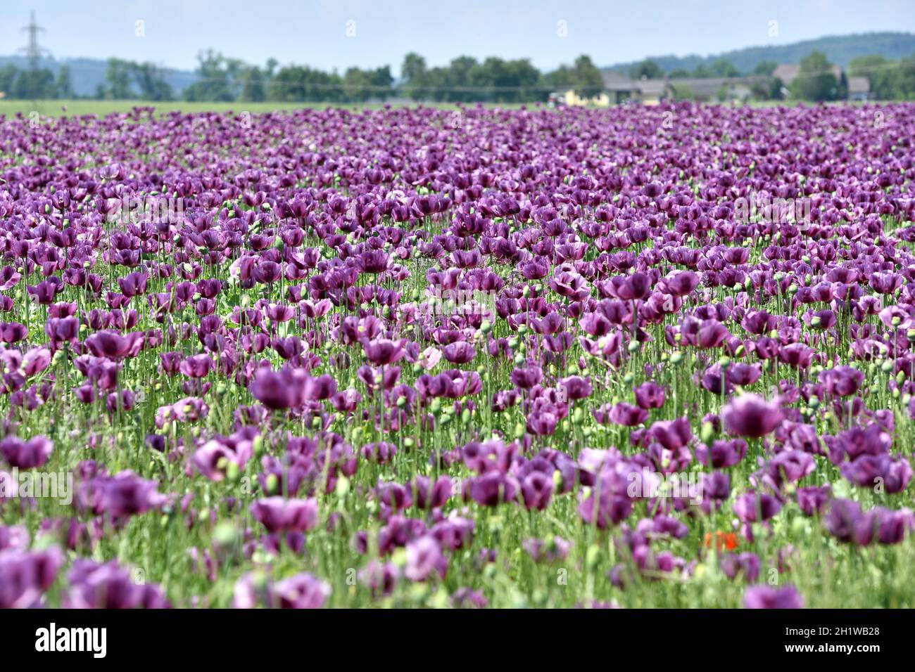 Ein Feld mit violetten Mohnblüten in Desselbrunn, Oberösterreich, Österreich, Europa - un campo con fiori di papavero viola nell'alta Austria, Austria, UE Foto Stock