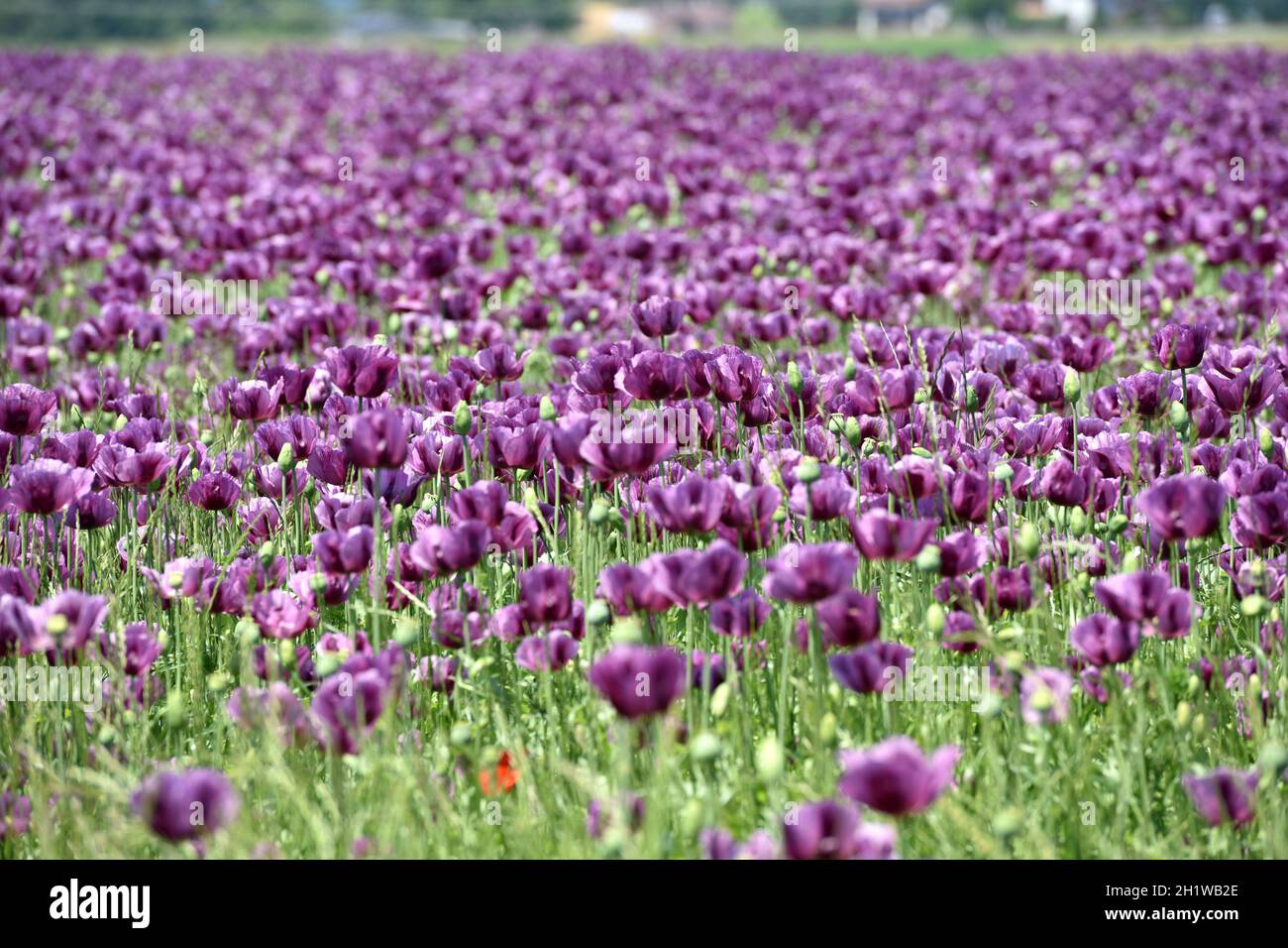 Ein Feld mit violetten Mohnblüten in Desselbrunn, Oberösterreich, Österreich, Europa - un campo con fiori di papavero viola nell'alta Austria, Austria, UE Foto Stock