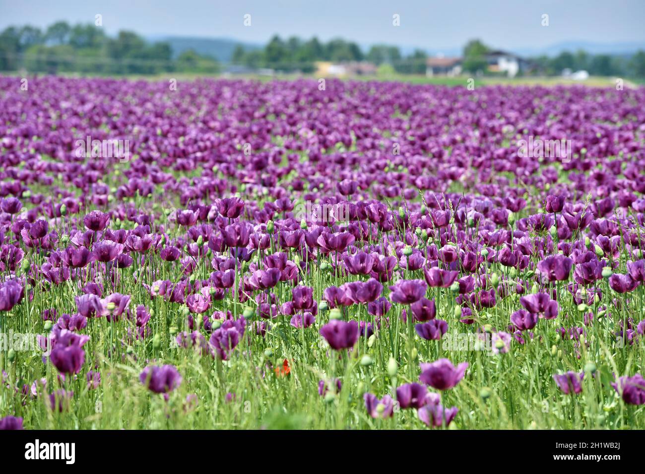Ein Feld mit violetten Mohnblüten in Desselbrunn, Oberösterreich, Österreich, Europa - un campo con fiori di papavero viola nell'alta Austria, Austria, UE Foto Stock