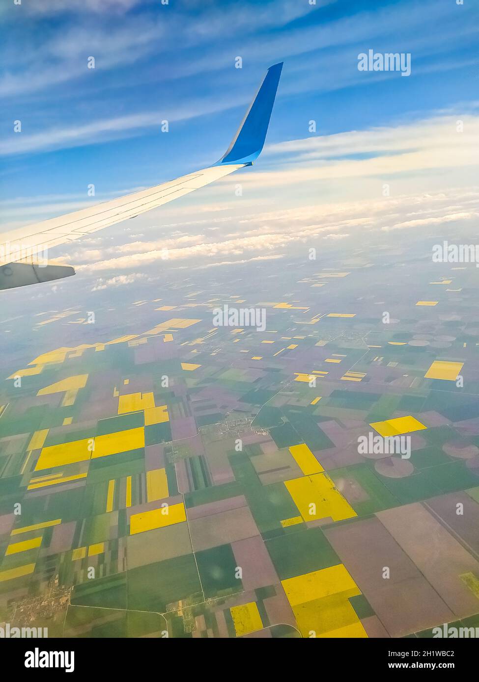 Paesaggio incredibilmente bello di campo di grano saraceno fiorito da aereo o vista dalla finestra dell'aeroplano Foto Stock