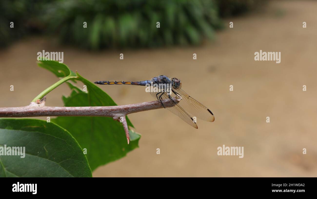 Vista laterale di una libellula viola più scura appollaiata sull'estremità superiore di una punta di ramo rotta Foto Stock