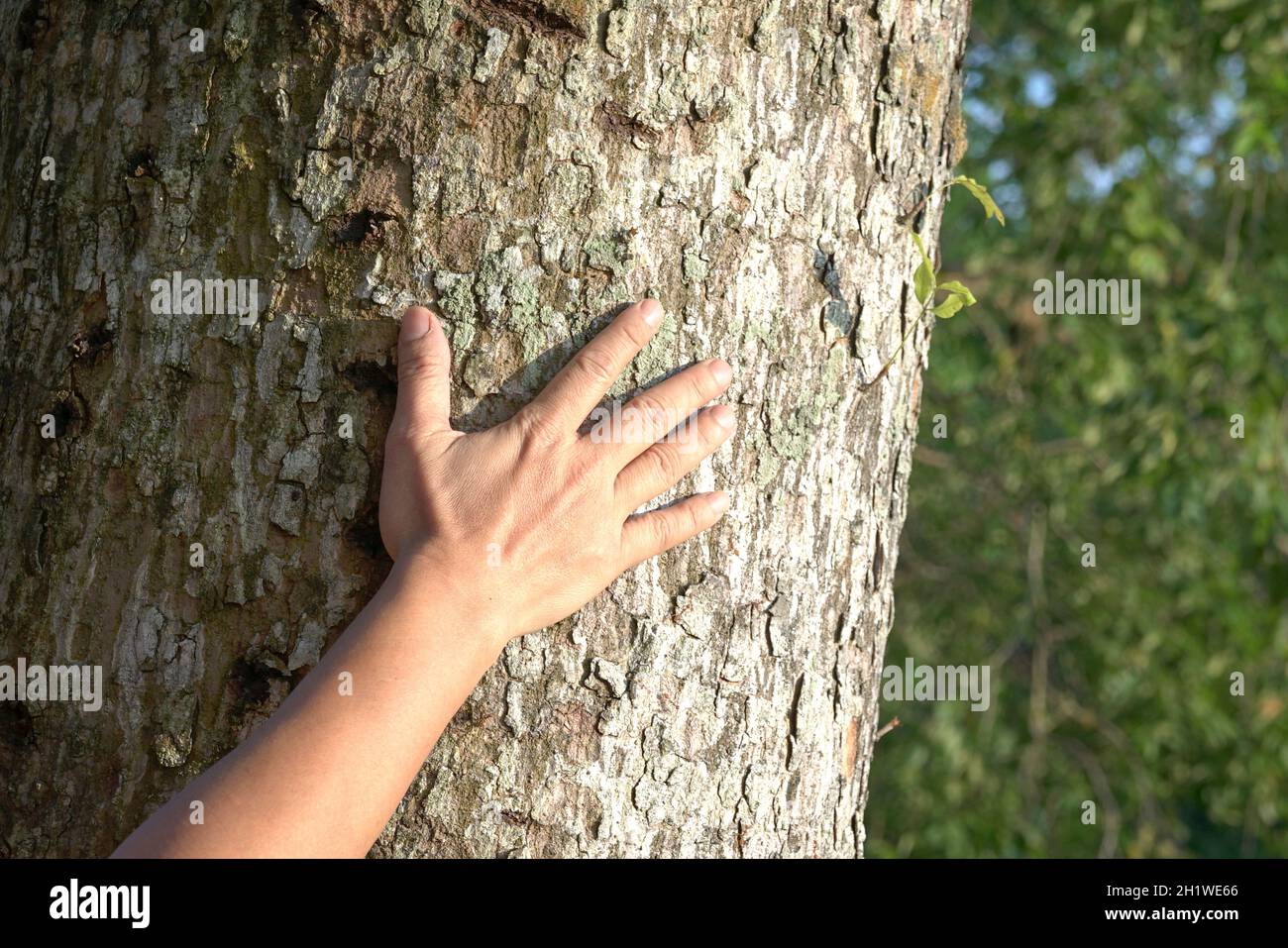 Mano dell'uomo che tocca la corteccia dell'albero. Salvare il pianeta o concetto di conservazione. Foto Stock