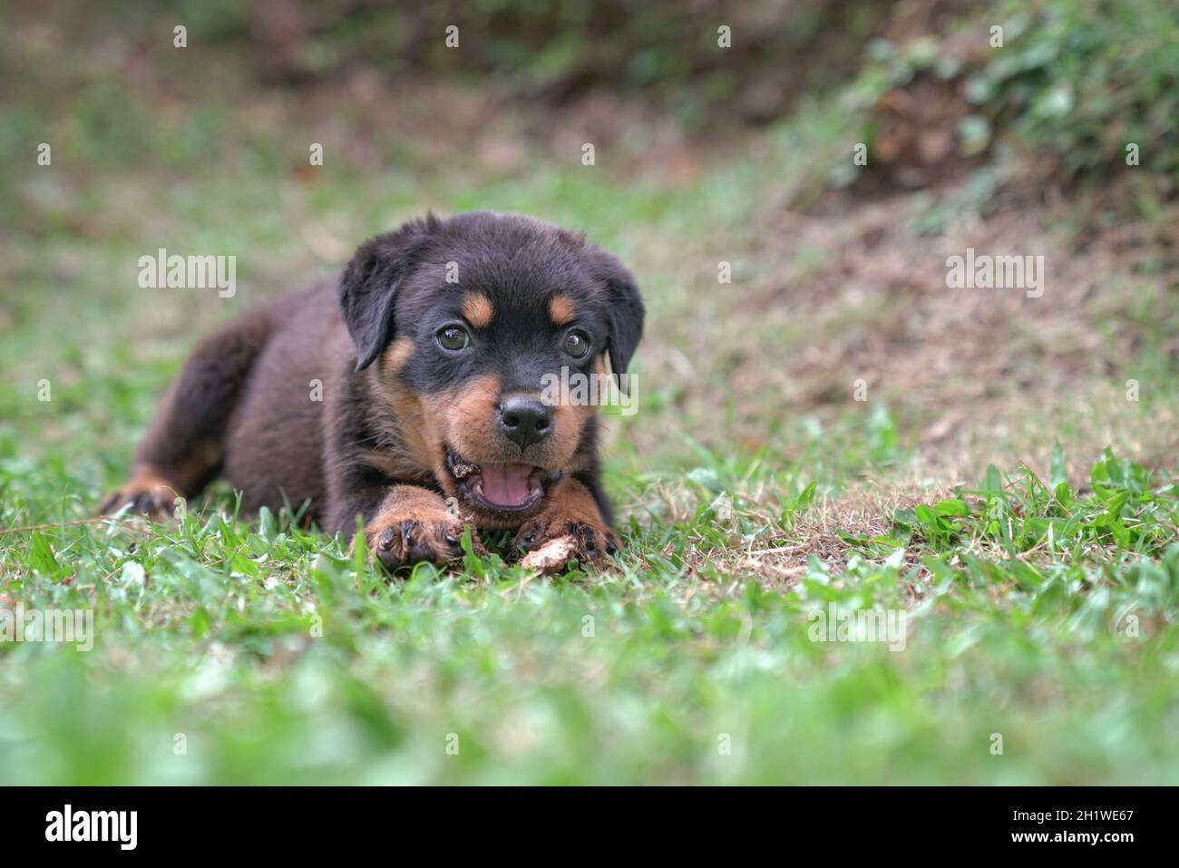 Cane cucciolo Rottweiler sdraiato, in giardino. Spazio di copia. Foto Stock