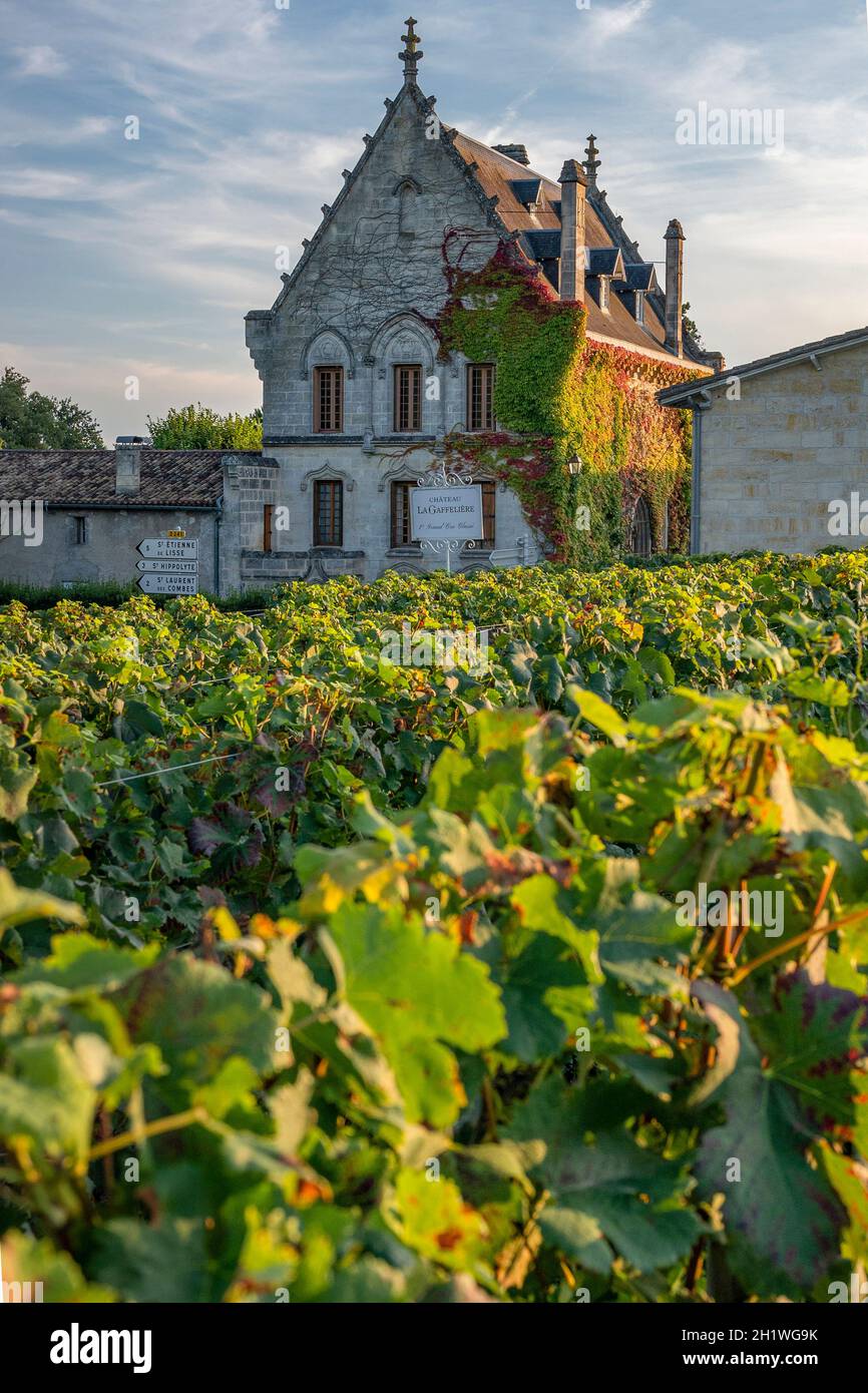 I vigneti della rinomata Château la Gaffelière nel AOC Saint-Émilion, Francia Foto Stock