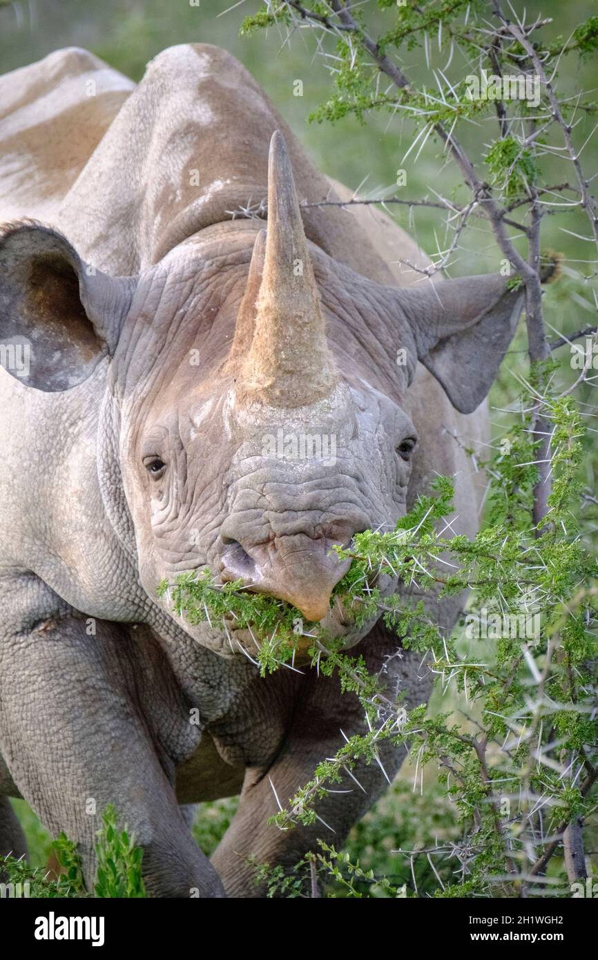 Rinoceronte nero (Diceros bicornis) mangiare, testa ritratto. Parco Nazionale di Etosha, Namibia, Africa Foto Stock