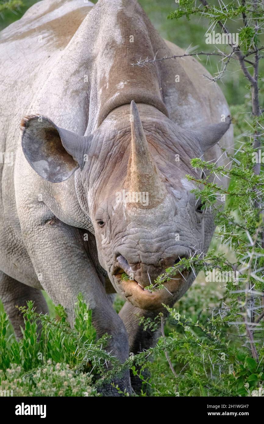 Rinoceronte nero (Diceros bicornis) mangiare, ritratto. Parco Nazionale di Etosha, Namibia, Africa Foto Stock