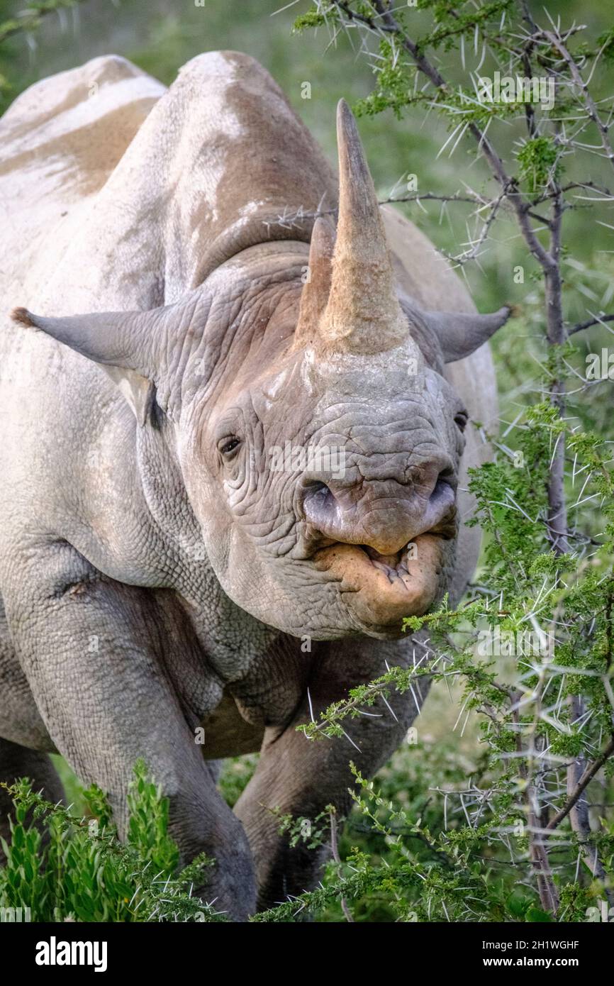 Rinoceronte nero (Diceros bicornis) mangiare, testa ritratto. Parco Nazionale di Etosha, Namibia, Africa Foto Stock