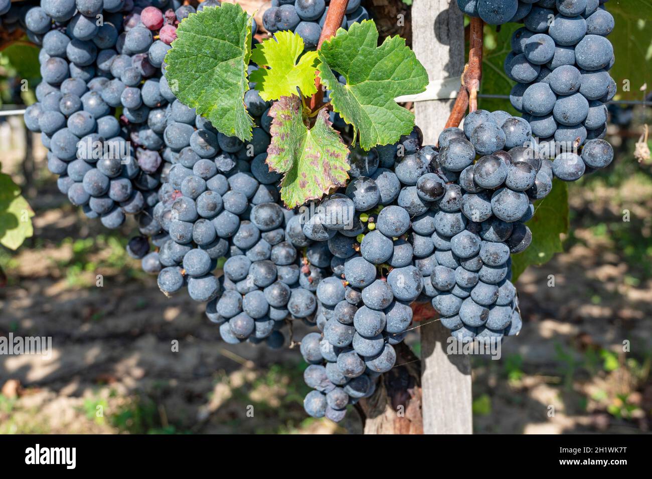 Uve da vino rosso maturano sulle viti del AOC Saint-Émilion vicino Pomerol, Francia Foto Stock