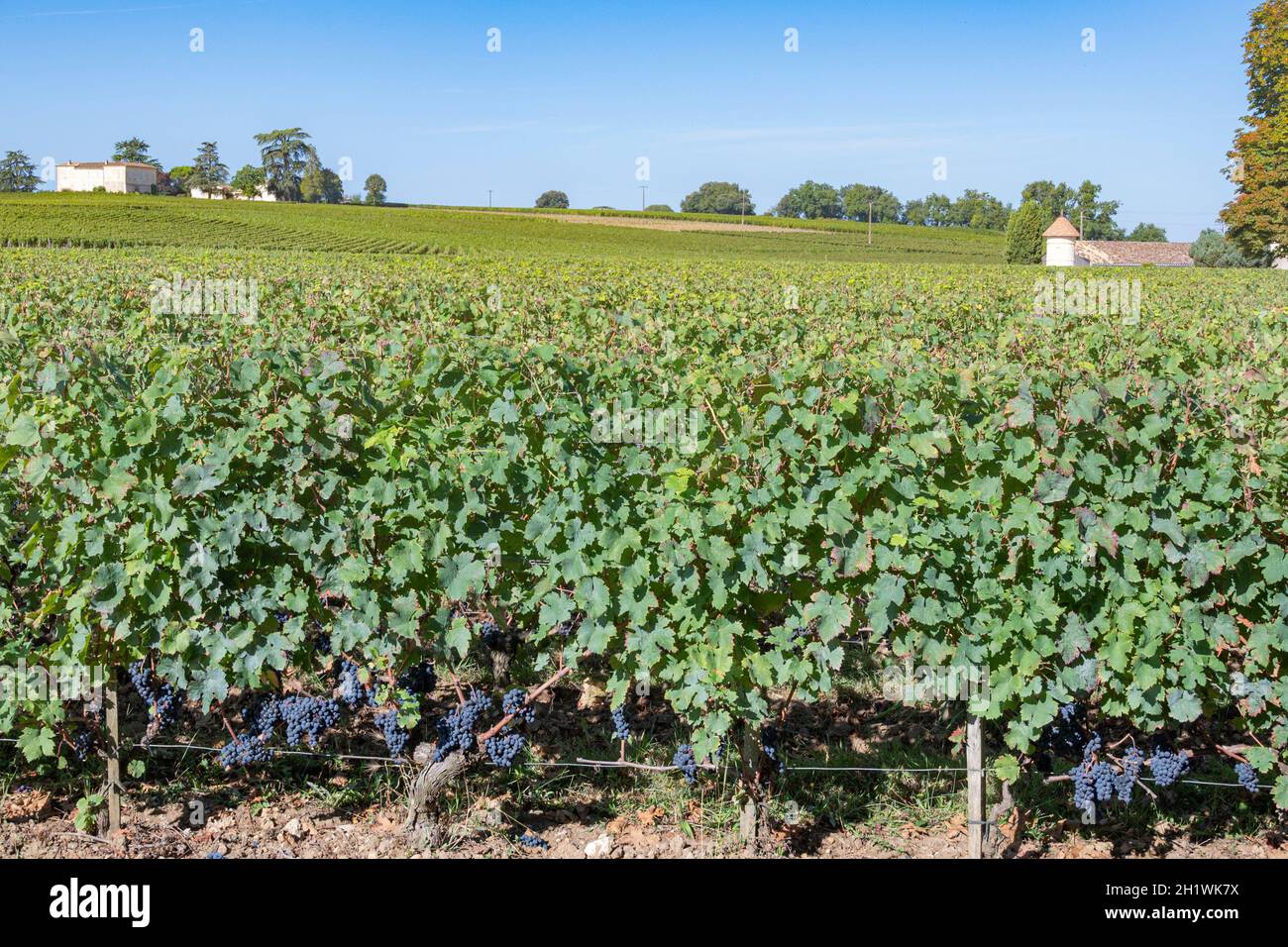 L'enologo Château Taillefer a Pomeral, uno dei villaggi più prestigiosi del distretto enologico AOC Saint-Émilion., Francia meridionale Foto Stock