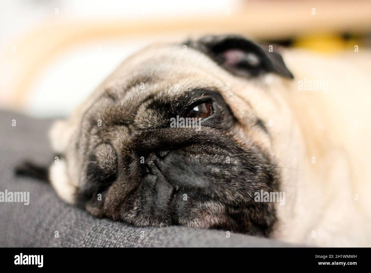 Il cane pug molto triste che si stende sul divano. Amanti degli animali domestici. Foto Stock