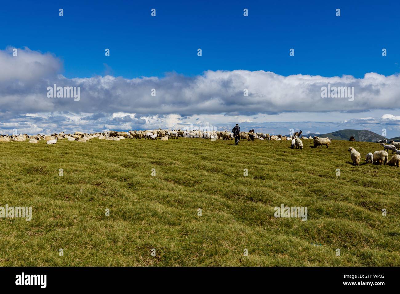 Cane da montagna dei carpazi immagini e fotografie stock ad alta ...