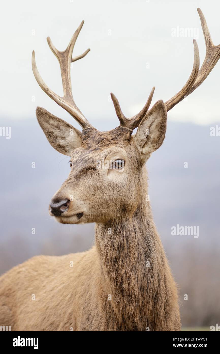 cervi selvaggi catturati foresta. Risoluzione e foto di alta qualità Foto Stock