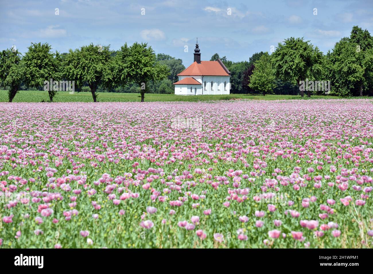 Ein Feld mit violetten Mohnblüten und der Dobl-Kapelle im Hintergrund in Reichersberg, Oberösterreich, Österreich, Europa - un campo con papavero viola Foto Stock