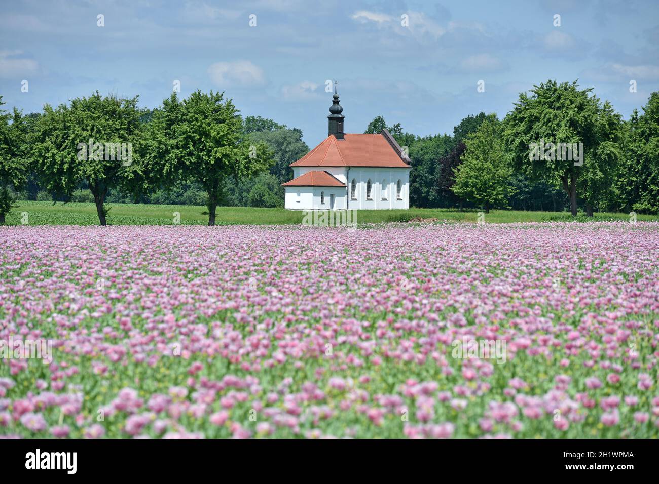 Ein Feld mit violetten Mohnblüten und der Dobl-Kapelle im Hintergrund in Reichersberg, Oberösterreich, Österreich, Europa - un campo con papavero viola Foto Stock