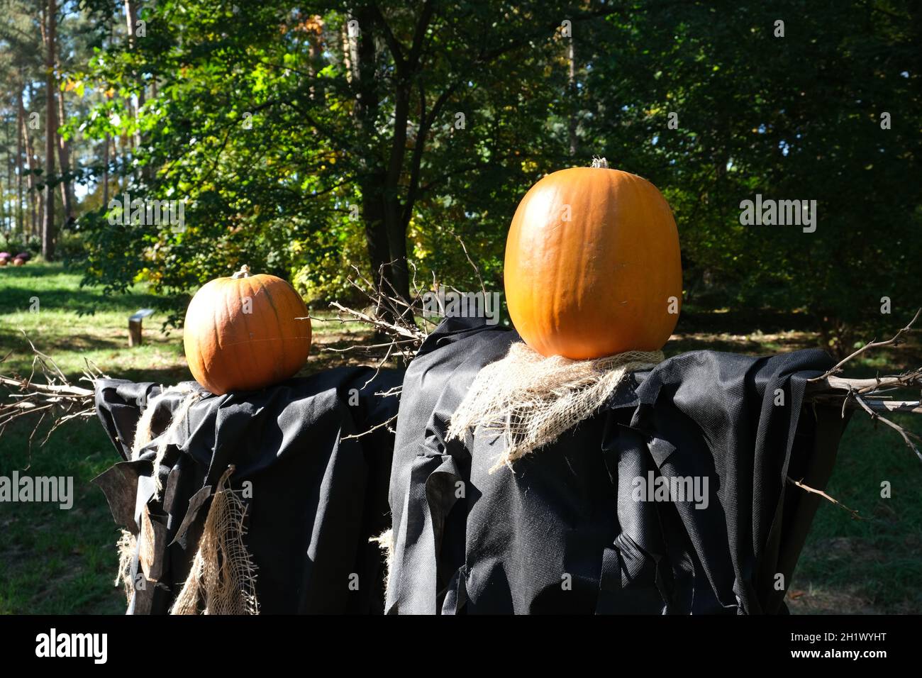 Testina di zucca arancione. Festa di Halloween. Autunno Backgraund.Vegetes mercato. Fattoria di zucche. Giardinaggio Foto Stock