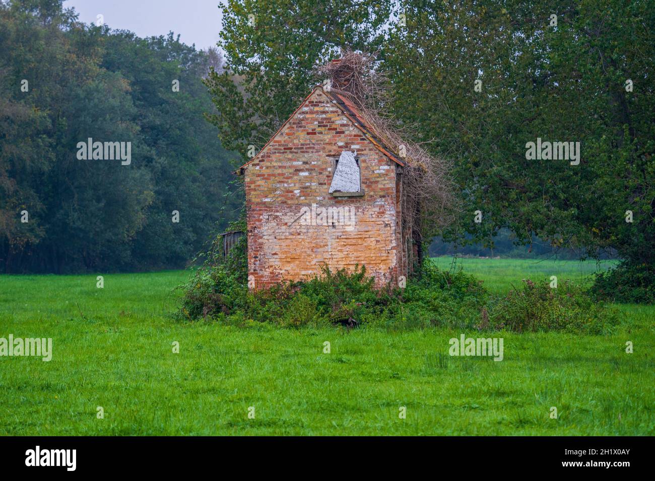 vecchio fienile derelitto fattoria edificio coperto in decaduto e vegetazione secca isolato in un campo Foto Stock