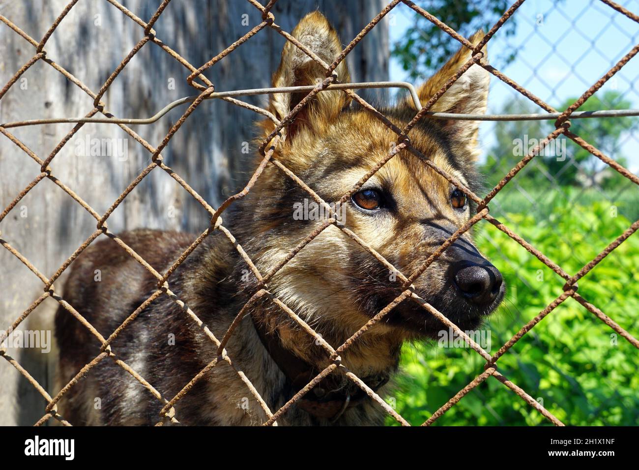 Cane di razza mista dietro recinzione di filo al riparo del cane attende con speranza per la nuova casa Foto Stock