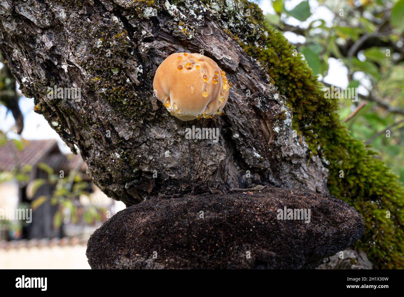 Fungo dell'albero che cresce nel Gascogne, Francia meridionale Foto Stock