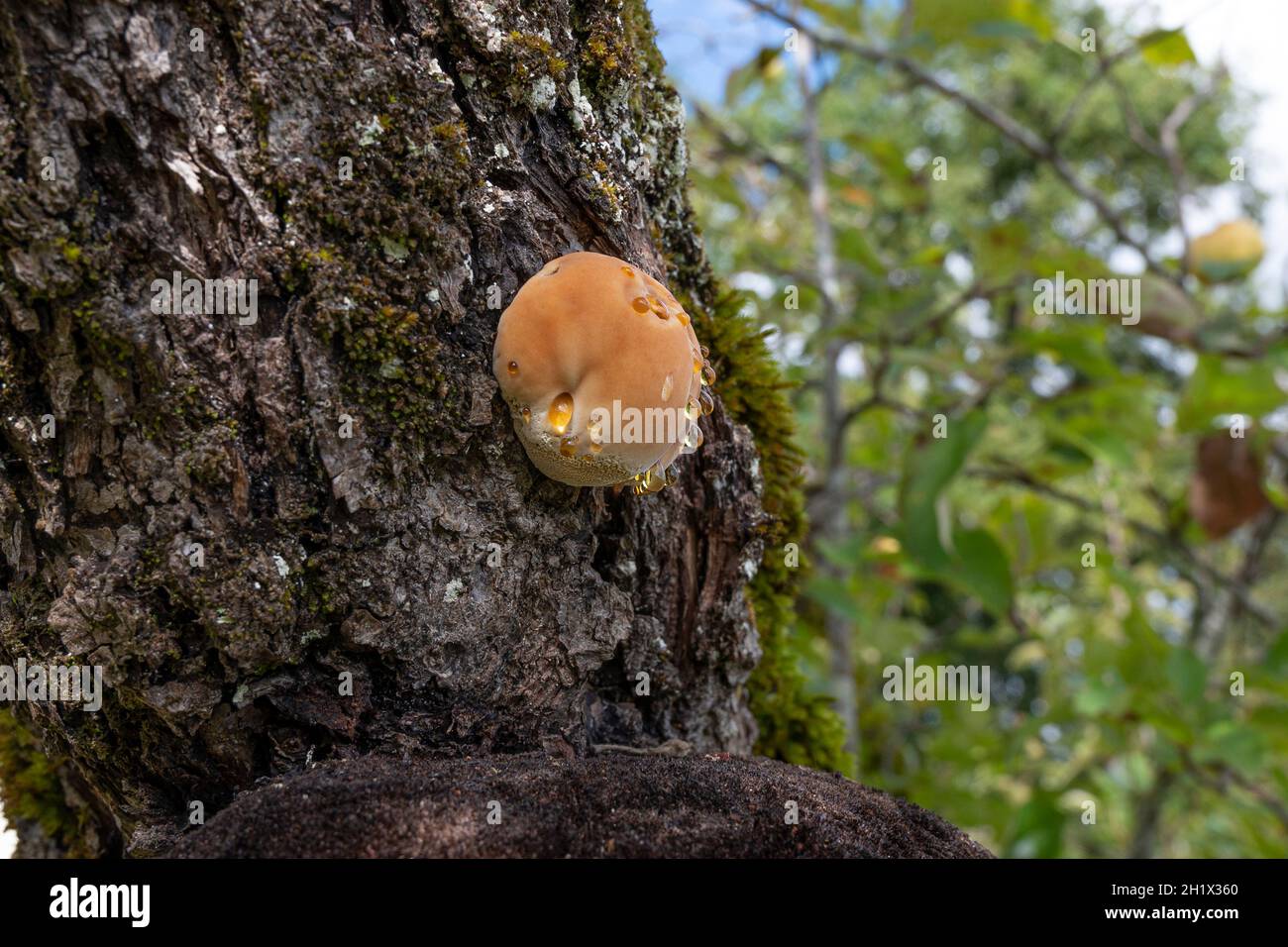 Fungo dell'albero che cresce nel Gascogne, Francia meridionale Foto Stock