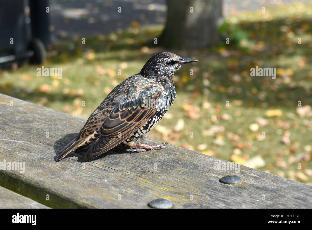 primo piano di un uccello stellato con le sue bellissime piume punteggiate appollaiate su un tavolo di legno in un parco al sole d'autunno Foto Stock