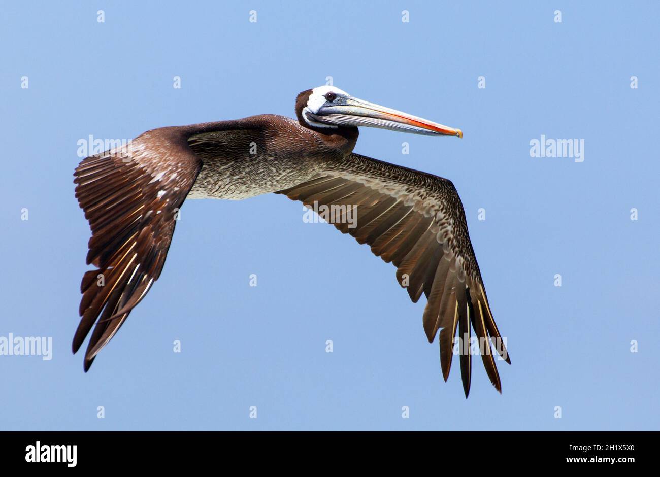 pelican volo uccello su sfondo blu cielo, mare o oceano uccello Foto Stock
