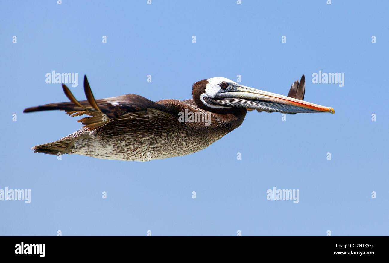 pelican volo uccello su sfondo blu cielo, mare o oceano uccello Foto Stock