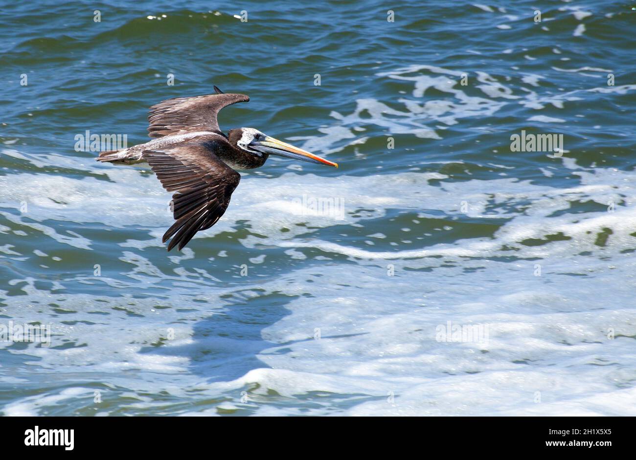 pelican uccello volante su sfondo blu mare, mare o oceano uccello Foto Stock