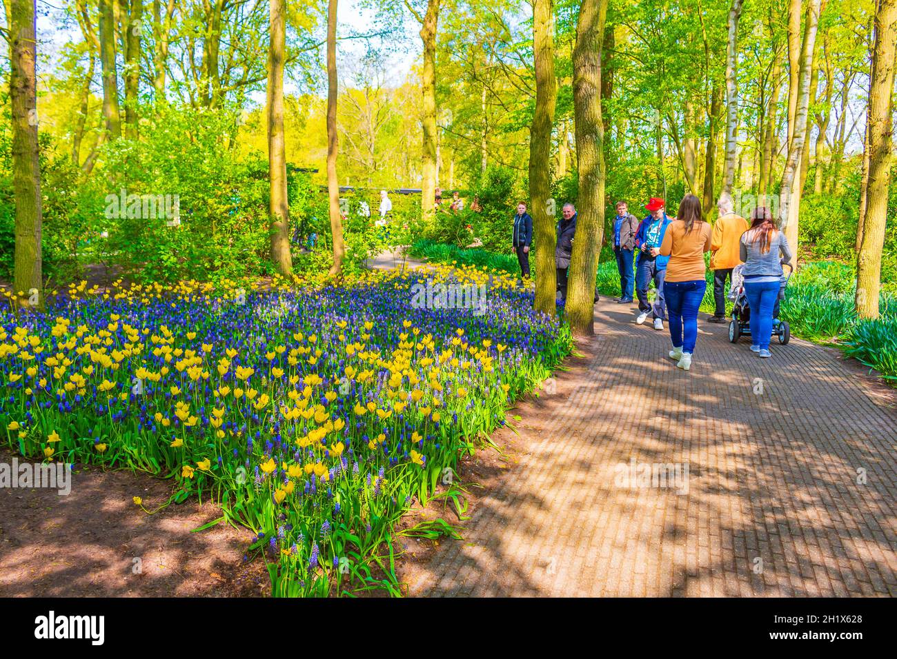 Lisse Paesi Bassi 20. Aprile 2014 molti tulipani e narcisi colorati nel parco dei tulipani di Keukenhof a Lisse, Olanda meridionale, Paesi Bassi Foto Stock