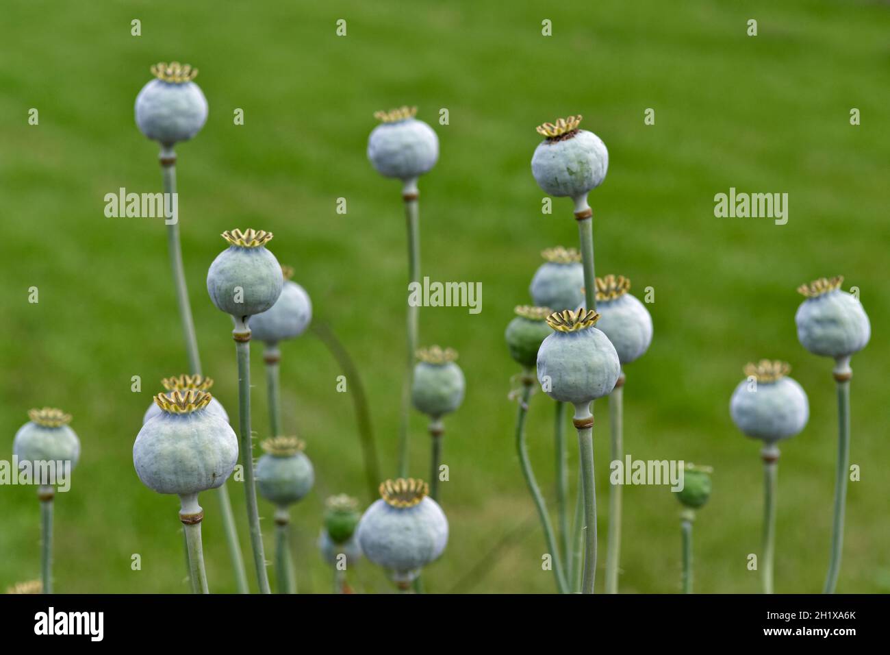 Teste di semi di Poppy giganti con erba sullo sfondo, prese con una profondità di campo poco profonda Foto Stock