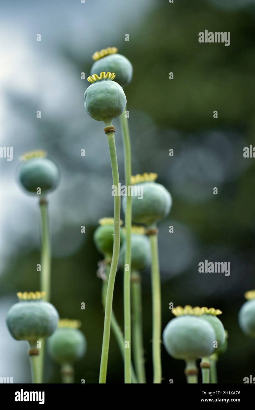 Teste di semi di papavero gigante con bokeh sullo sfondo, prese con una profondità di campo poco profonda Foto Stock
