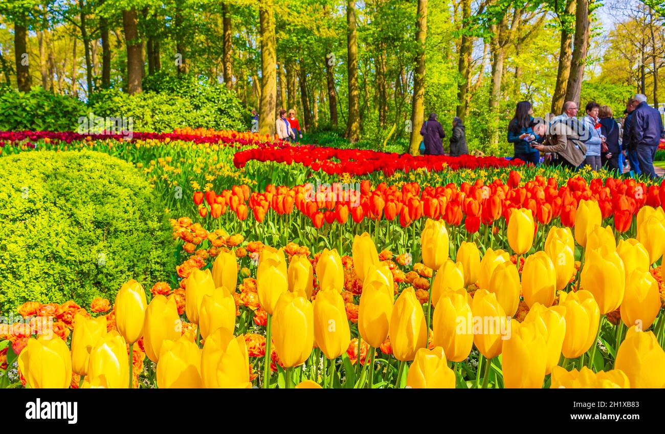 Lisse Paesi Bassi 20. Aprile 2014 tulipani e naffodoli colorati di colore rosso arancio giallo nel parco di tulipani Keukenhof a Lisse Olanda del Sud Paesi Bassi Foto Stock