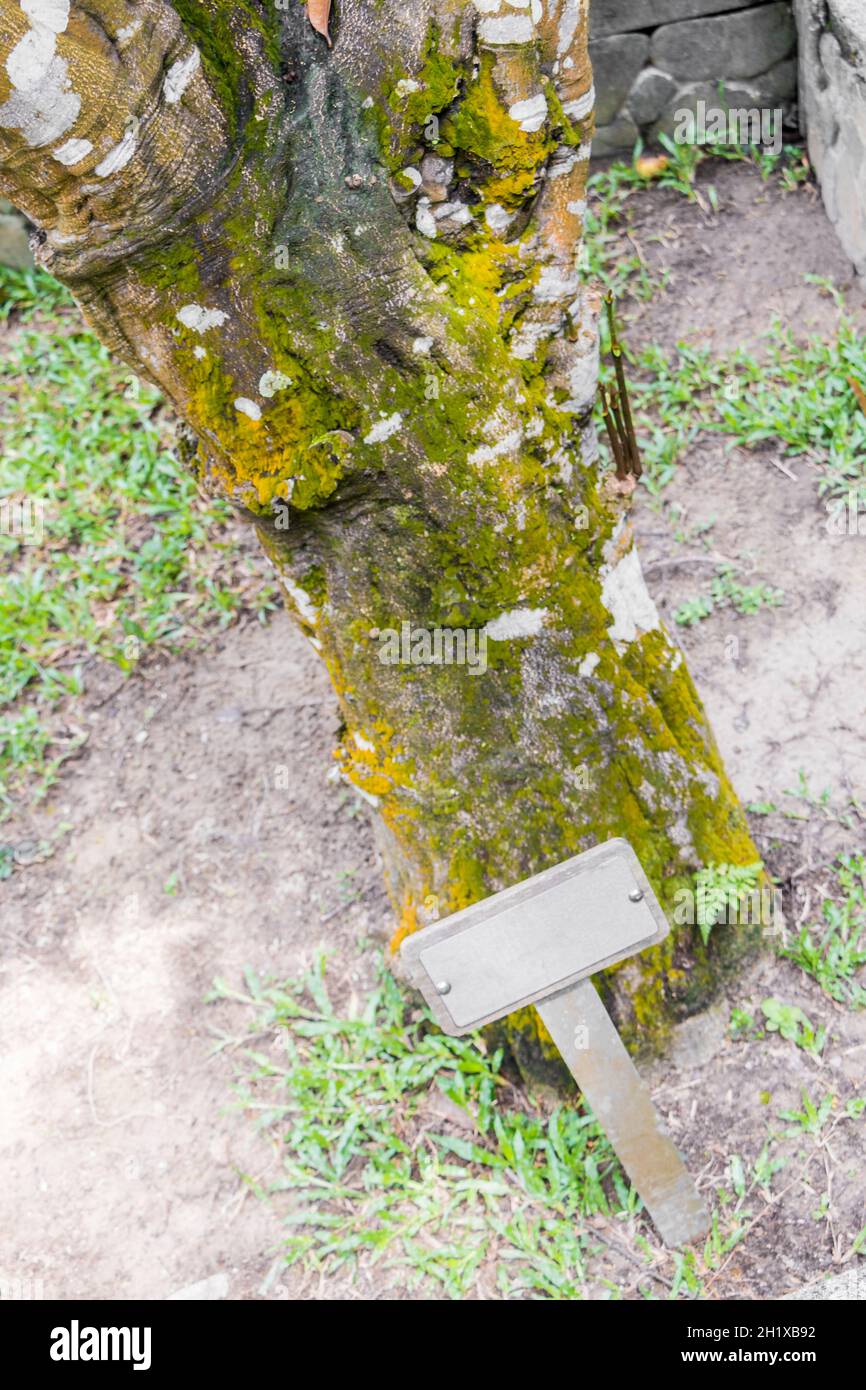 Gnetum Gnemon melinjo albero con segno di informazioni in bianco in Perdana Botanical Gardens, Kuala Lumpur, Malesia. Foto Stock