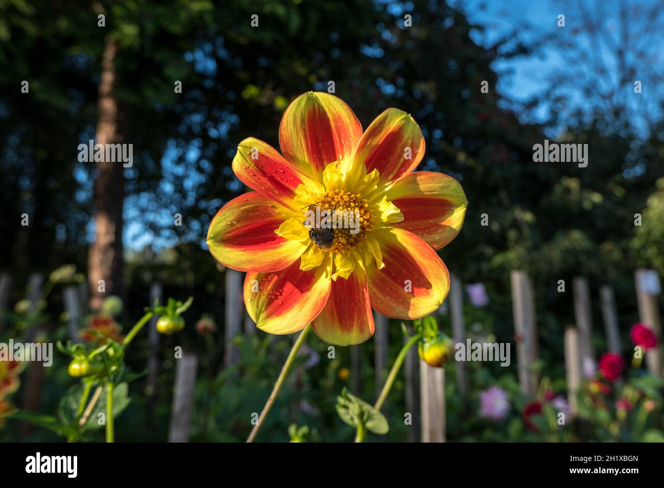 Ape su Trelyn Rebecca fiore Foto Stock