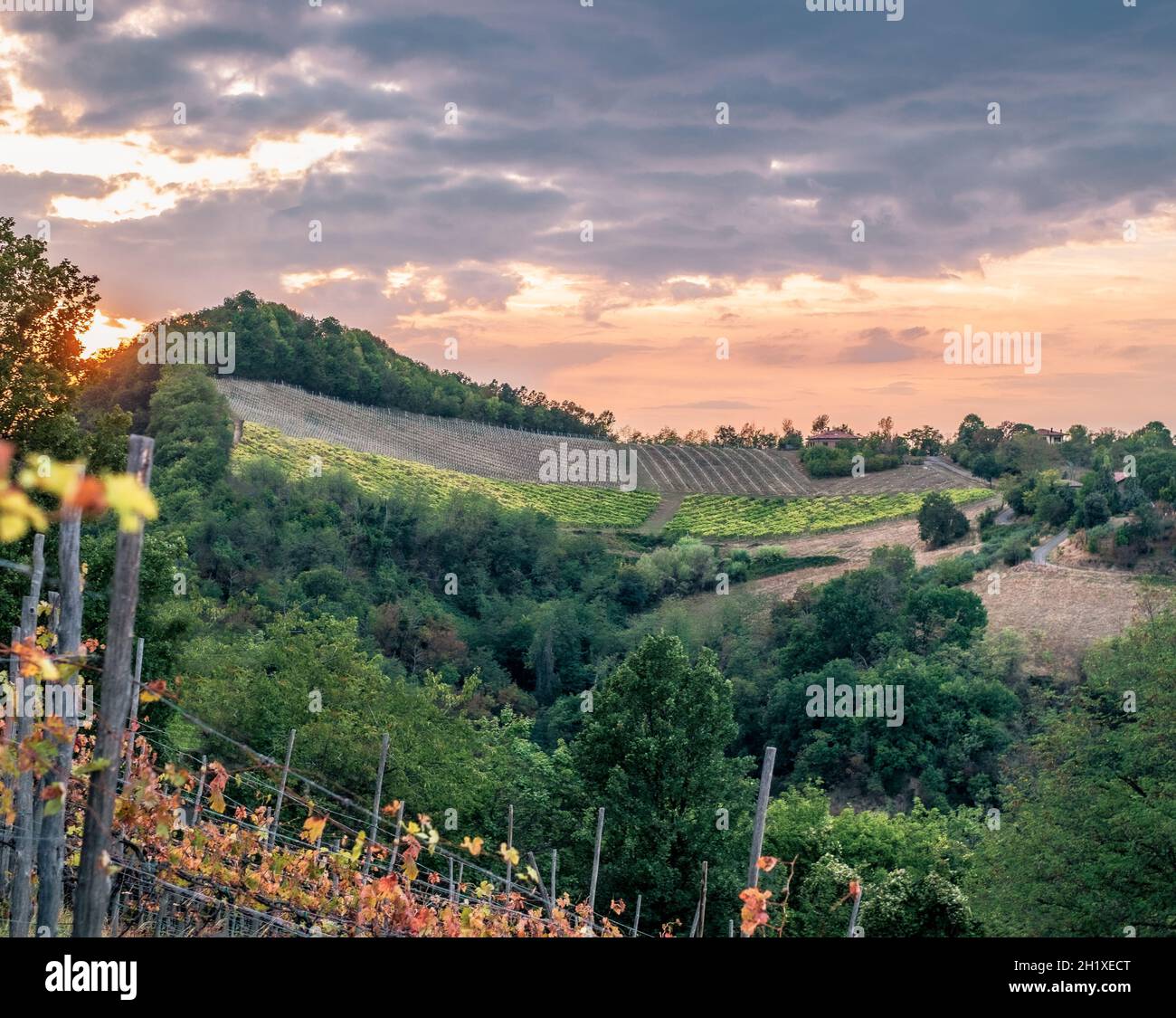 Vigneti e boschi sulle colline intorno a Monteveglio, provincia di Bologna, Emilia e Romagna, Italia. Foto Stock