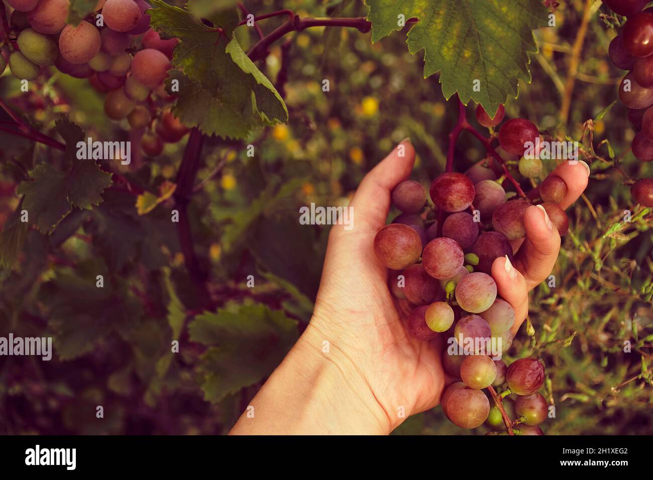 Mano femmina con un mazzo di uve rosse. Vista dall'alto. Raccolta. Agricoltura. Foto Stock