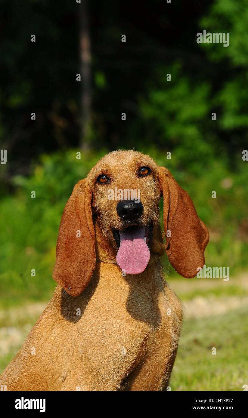 Segugio Italiano cane, il cane italiano della sterlina con testa e orecchie lunghe Foto Stock