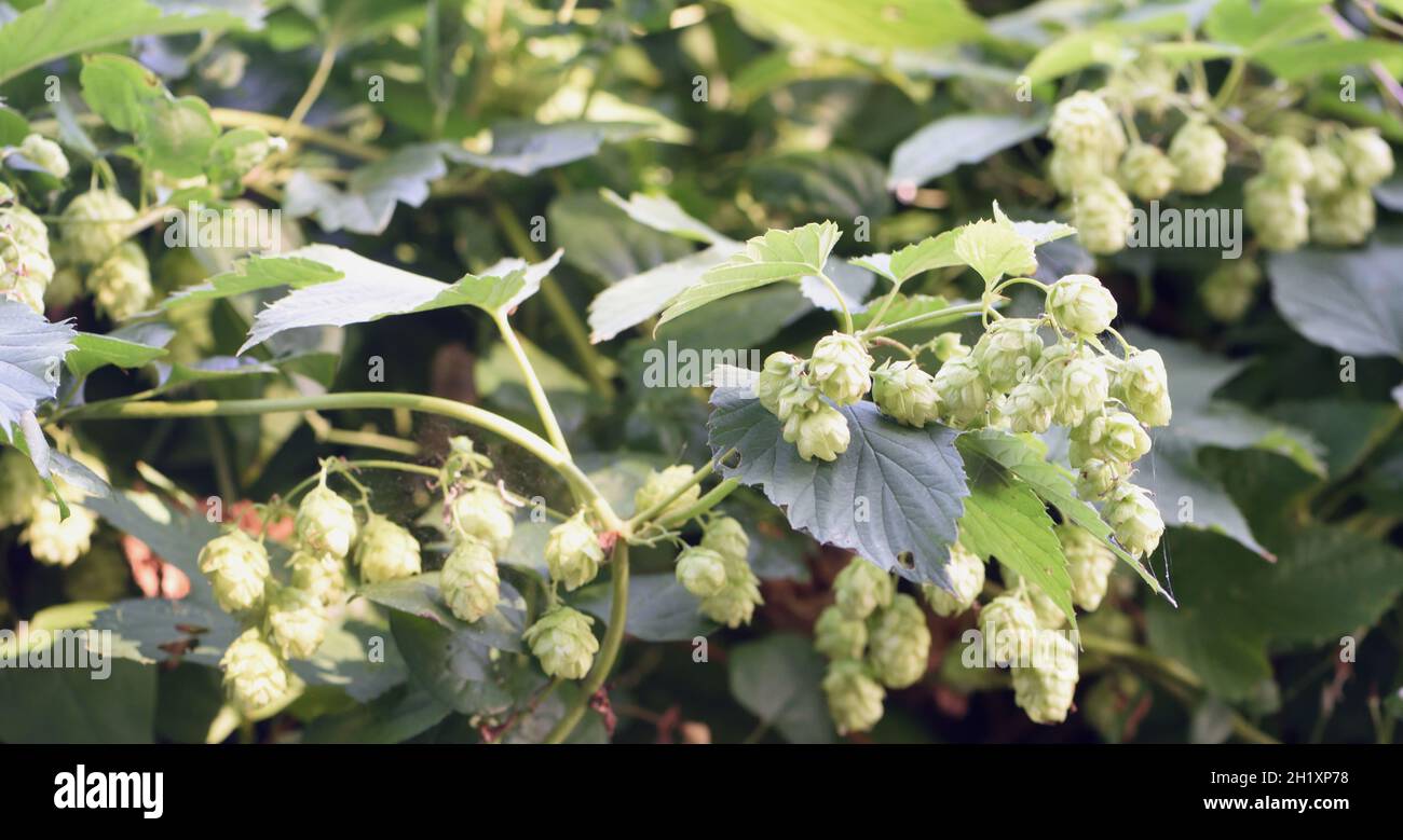 Fiori femminili di un lupus selvatico (Humulus lupus) che crescono in cima alle scogliere di gesso vicino Eastbourne. Eastbourne, East Sussex, Regno Unito Foto Stock