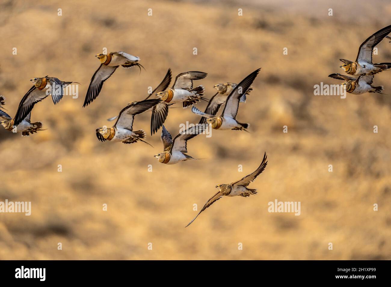 Sandgrouse con coda a spillo (Pterocles alchata) Foto Stock