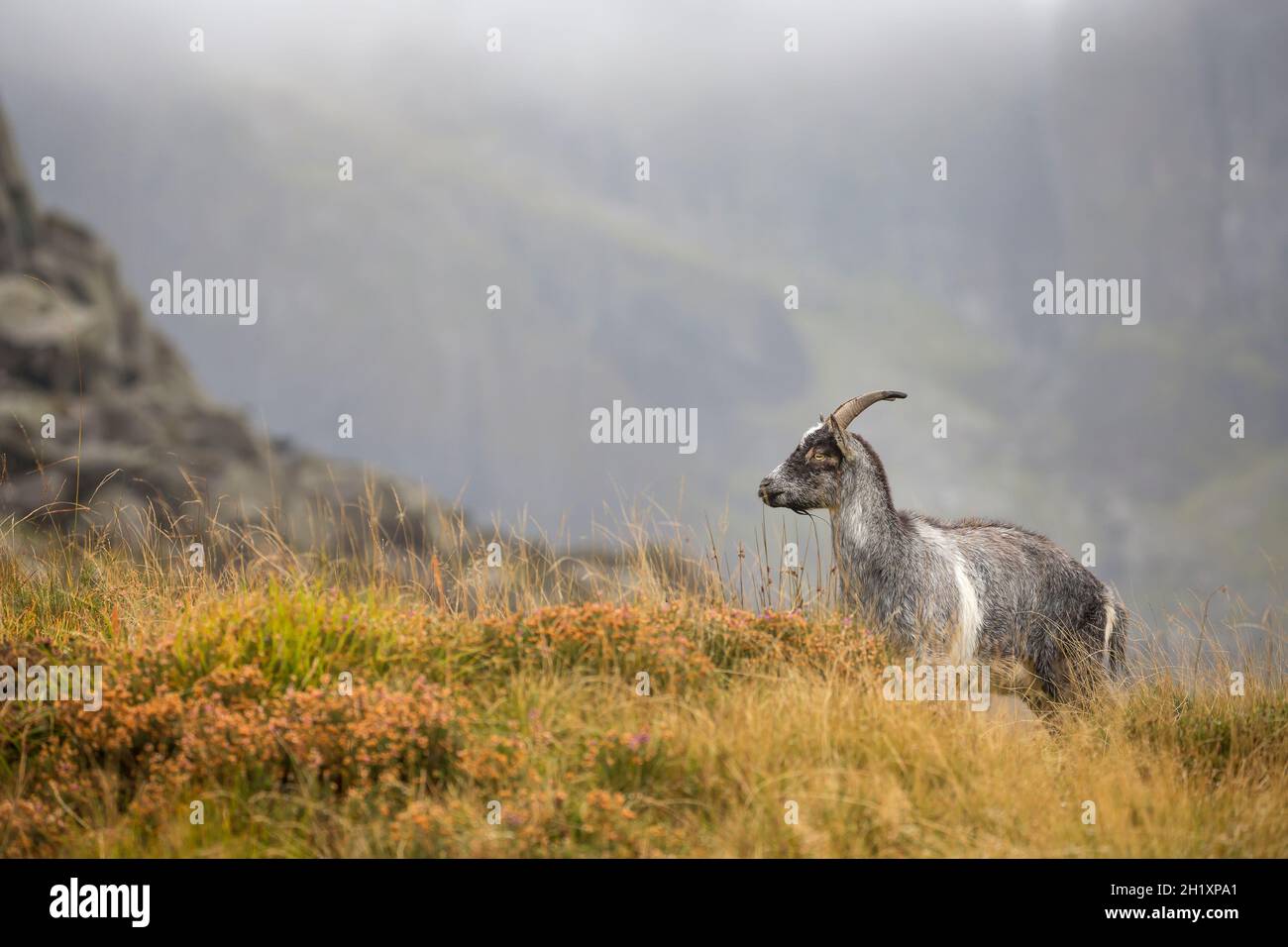 Vista laterale di una capra montana gallese isolata nel Parco Nazionale di Snowdonia, Galles del Nord, Regno Unito, vagando selvaggio ai piedi del Monte Tryfan nella nebbia d'autunno. Foto Stock