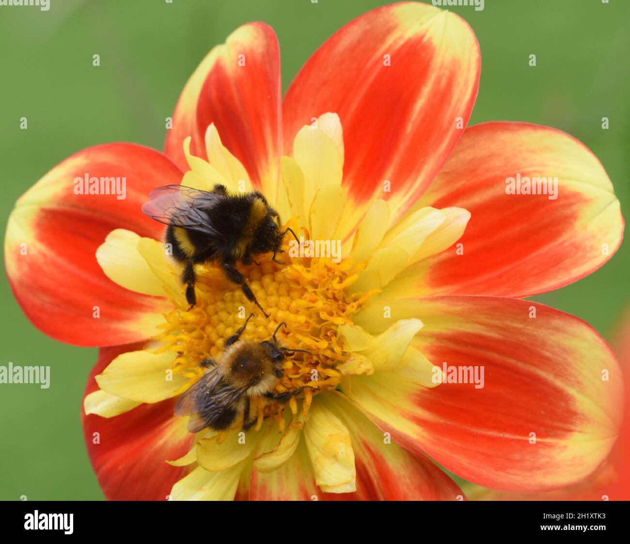 Un bumblebee o un bumblebee di terra grande (Bombus terrestris) ed un'ape comune di carda (Bombus pascuorum) foraggio per nettare e polline i Foto Stock