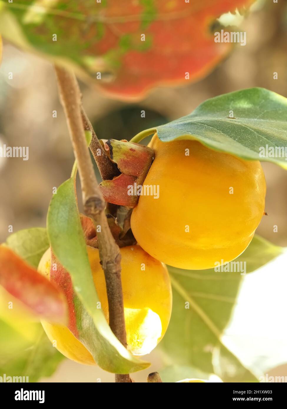 frutta di persimmon di kaki su un albero Foto Stock