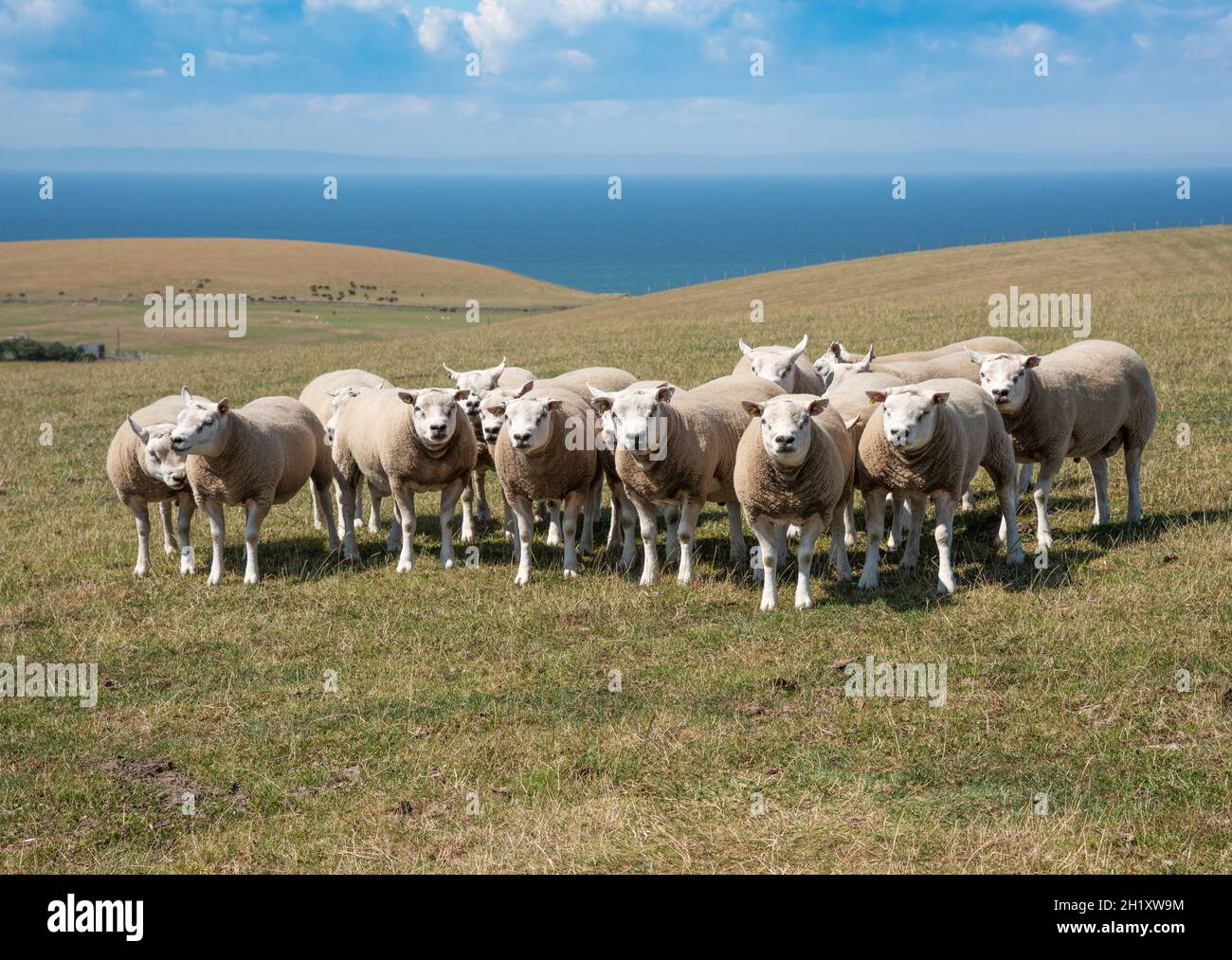 Texel Rams in a Field, Dumfries e Galloway, Scozia, Regno Unito Foto Stock