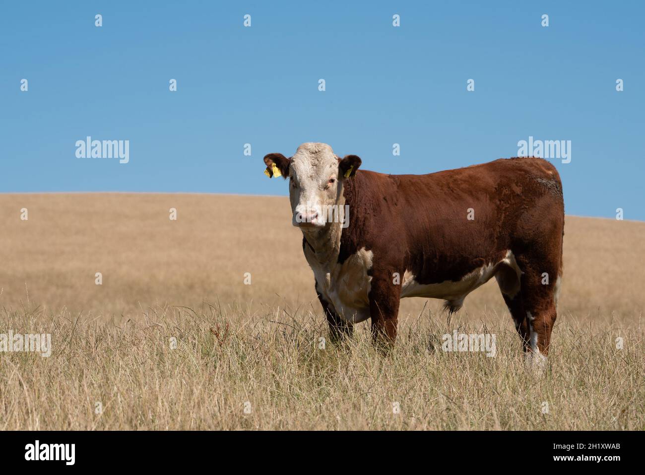 Hereford giovane toro in un campo, Dumfries e Galloway, Scozia, Regno Unito Foto Stock