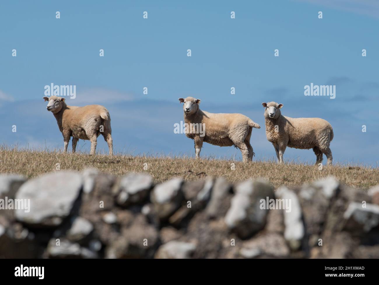 Romney ewes in a Field, Dumfries e Galloway, Scozia, Regno Unito Foto Stock