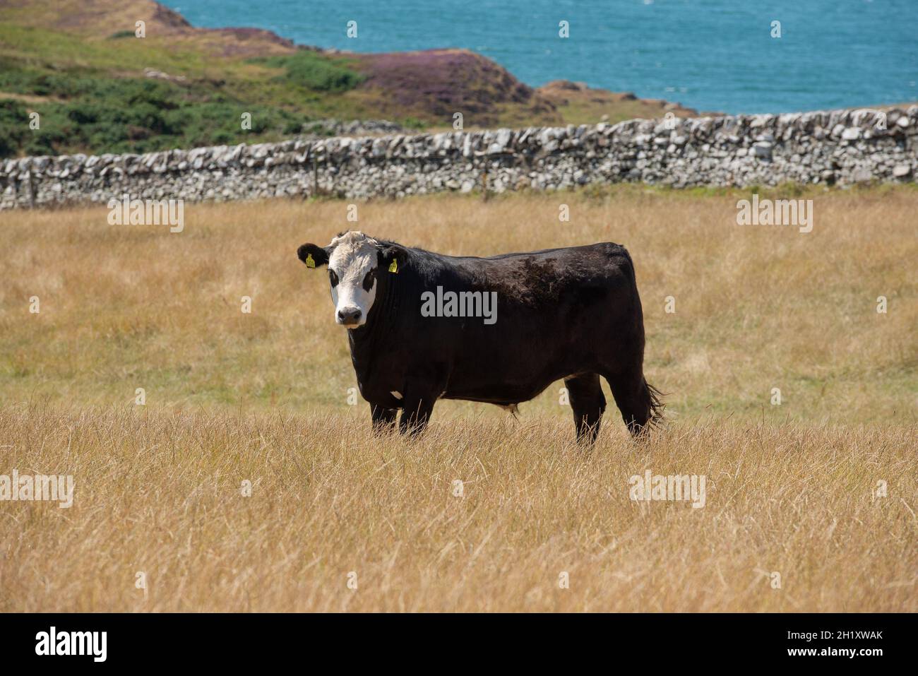 Un Black Baldy Steer in un campo, Dumfries e Galloway, Scozia, UK Black Baldy è un tipo di bovini di manzo crossbred prodotto attraversando Hereford catt Foto Stock