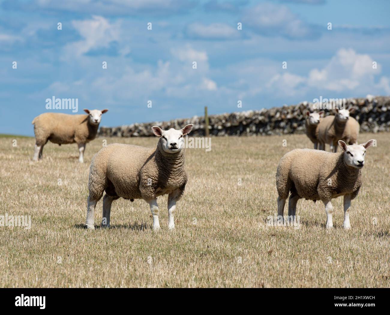 Texel Sheep, Dumfries e Galloway, Scozia, Regno Unito Foto Stock